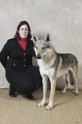 Chien Loup Tchecoslovaque Societe Centrale Canine