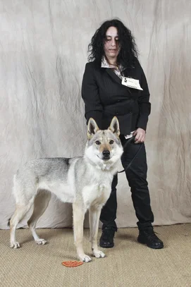 Chien Loup Tchecoslovaque Societe Centrale Canine Chien Loup Tchecoslovaque Societe Centrale Canine