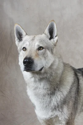 Chien Loup Tchecoslovaque Societe Centrale Canine Chien Loup Tchecoslovaque Societe Centrale Canine
