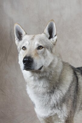 Chien Loup Tchecoslovaque Société Centrale Canine