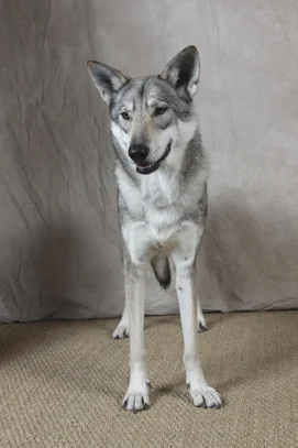 Chien Loup De Saarloos Societe Centrale Canine
