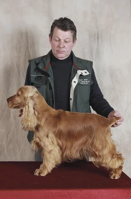 Cocker Spaniel Anglais Societe Centrale Canine