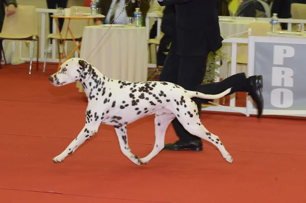 Dalmatien Societe Centrale Canine