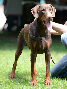 Dobermann Societe Centrale Canine