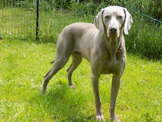 Braque De Weimar Societe Centrale Canine