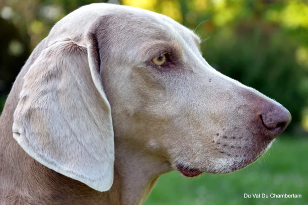 Braque De Weimar Societe Centrale Canine