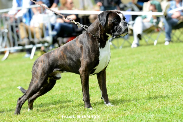 Boxer Societe Centrale Canine Boxer Societe Centrale Canine