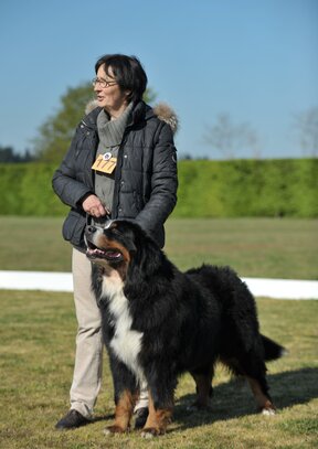 Bouvier Bernois Société Centrale Canine