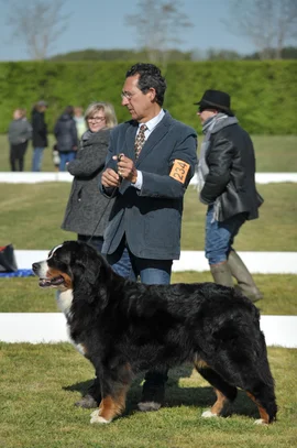 Bouvier Bernois Societe Centrale Canine