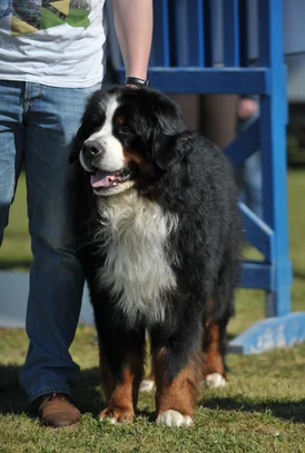 Bouvier Bernois Societe Centrale Canine