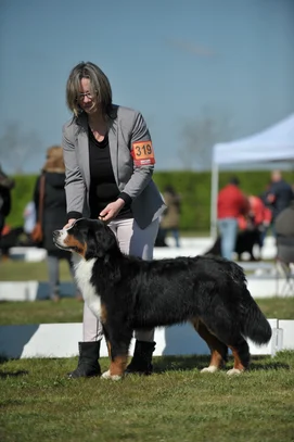Bouvier Bernois Societe Centrale Canine