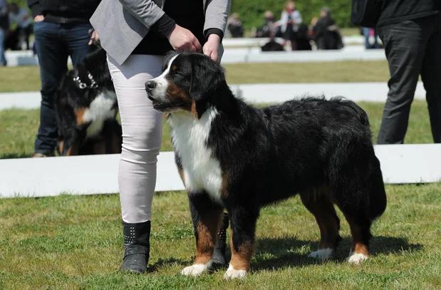 Bouvier Bernois Societe Centrale Canine