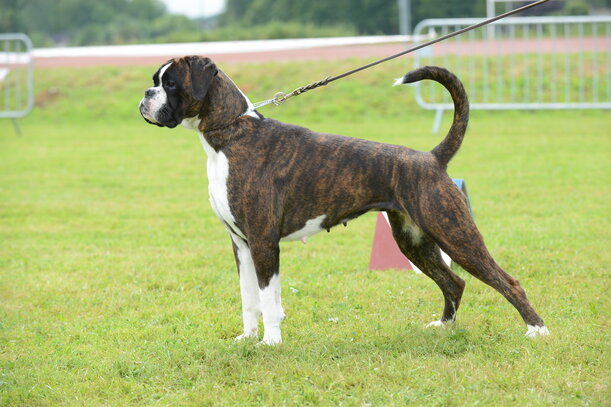 Boxer Societe Centrale Canine Boxer Societe Centrale Canine
