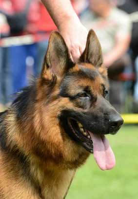 Berger Allemand Societe Centrale Canine