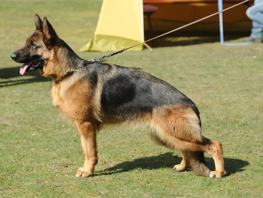Berger Allemand Societe Centrale Canine