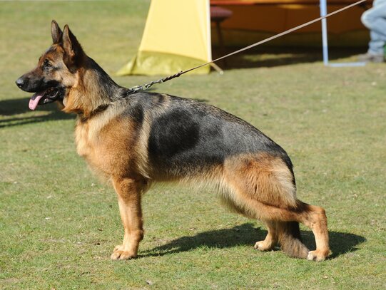 Berger Allemand Societe Centrale Canine