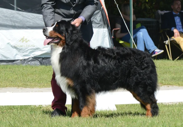 Bouvier Bernois Societe Centrale Canine