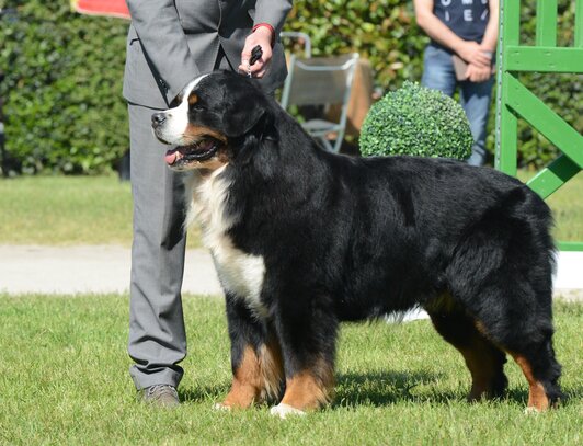 Bouvier Bernois Société Centrale Canine