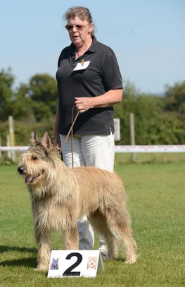 Berger De Picardie Societe Centrale Canine