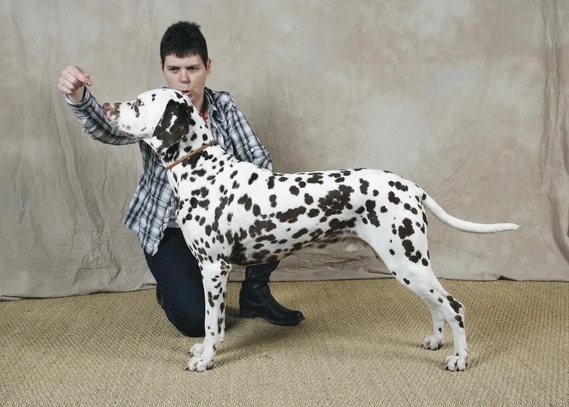 Dalmatien Societe Centrale Canine