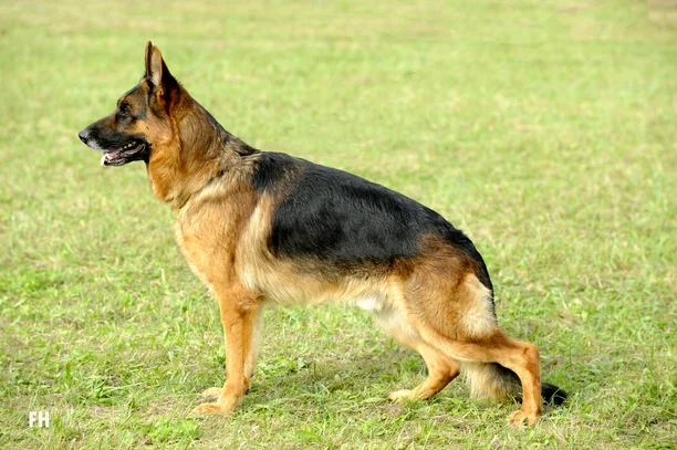 Berger Allemand Societe Centrale Canine
