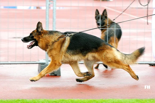 Berger Allemand Societe Centrale Canine