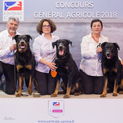 Berger De Beauce Société Centrale Canine