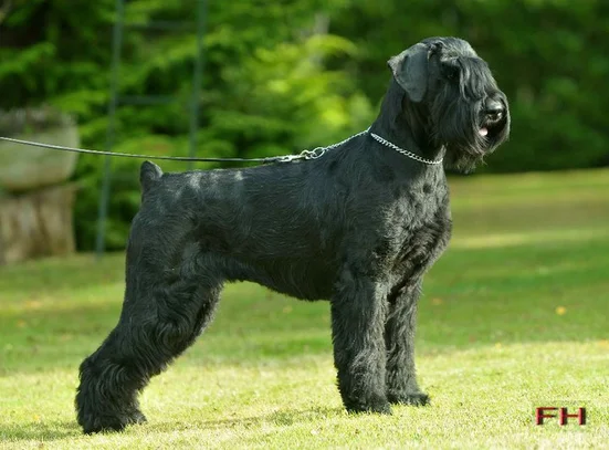 schnauzer geant societe centrale canine