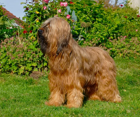 Berger De Brie Societe Centrale Canine