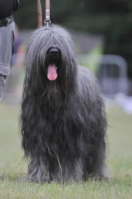 Berger De Brie Societe Centrale Canine