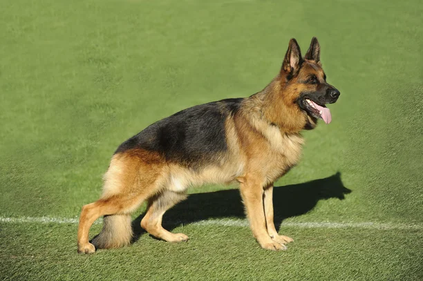 Berger Allemand Societe Centrale Canine