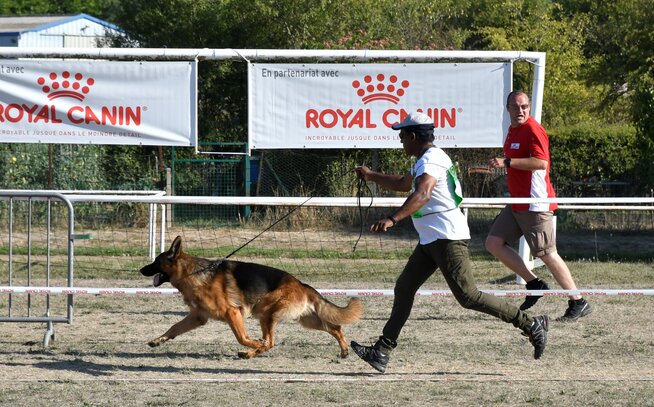 Club Du Chien De Berger Allemand Société Centrale Canine