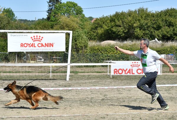 Club Du Chien De Berger Allemand Société Centrale Canine