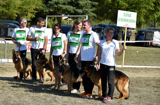 Club Du Chien De Berger Allemand Société Centrale Canine