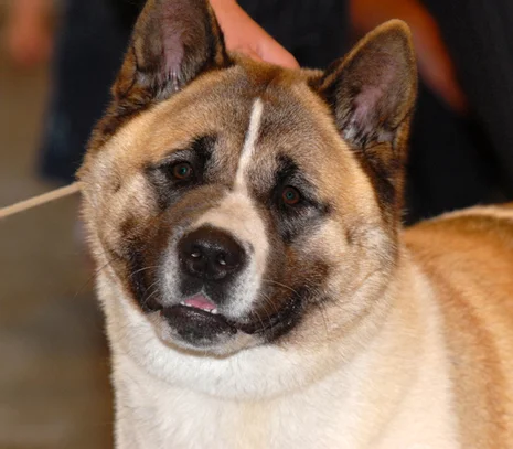 Akita Americain Societe Centrale Canine