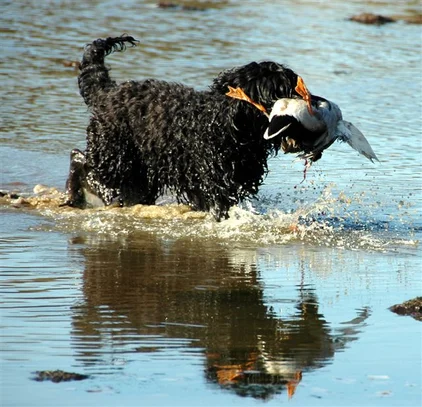 Barbet | Société Centrale Canine