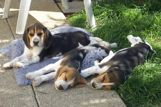 Beagle Societe Centrale Canine