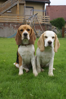 Beagle Société Centrale Canine