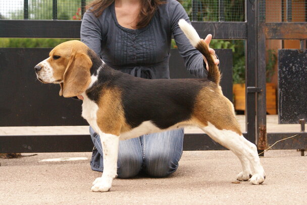 Beagle Société Centrale Canine