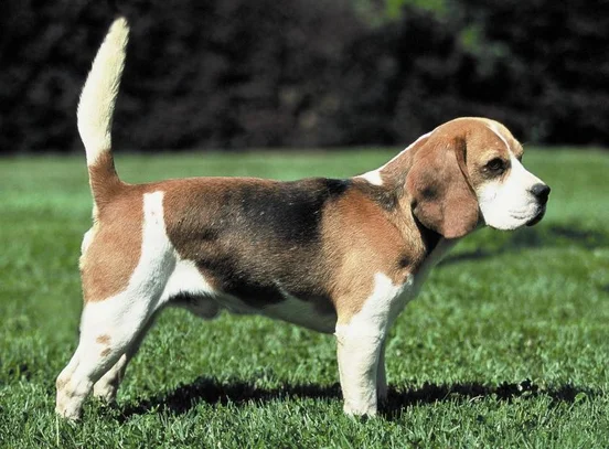Beagle Societe Centrale Canine