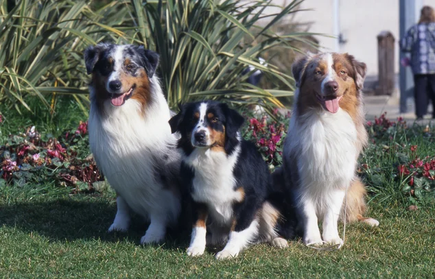 Berger Australien Societe Centrale Canine