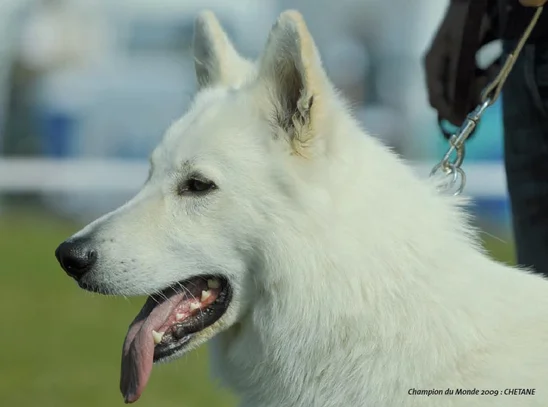 Berger Blanc Suisse Societe Centrale Canine Berger Blanc Suisse Societe Centrale Canine