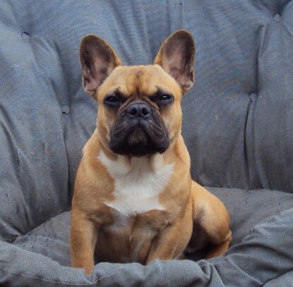 Bouledogue Francais Societe Centrale Canine