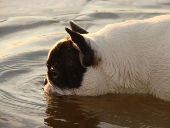 Bouledogue Francais Société Centrale Canine