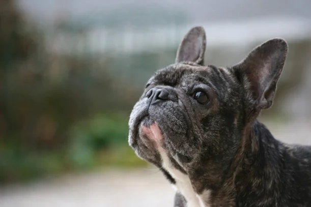Bouledogue Francais Societe Centrale Canine