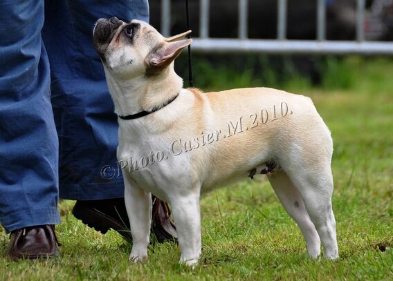 Bouledogue Francais Societe Centrale Canine