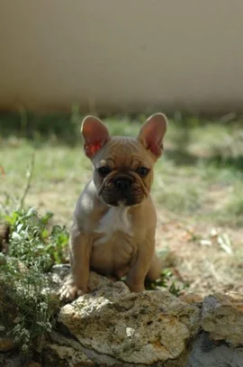 Bouledogue Francais Societe Centrale Canine