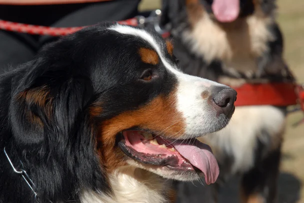 Bouvier Bernois Societe Centrale Canine