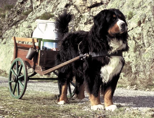 Bouvier Bernois Societe Centrale Canine