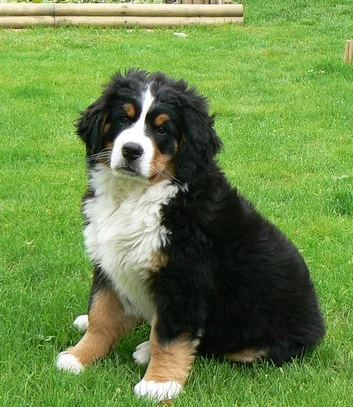Bouvier Bernois Societe Centrale Canine